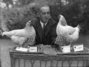 Prize winner Bush Hill Park Poultry Club 1943